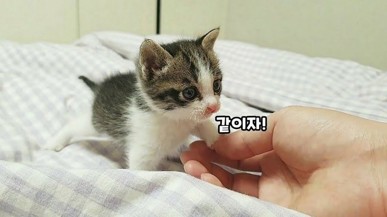 유기묘 보호소에서 분명 아기고양이를 입양했는데 강아지가 왔습니다