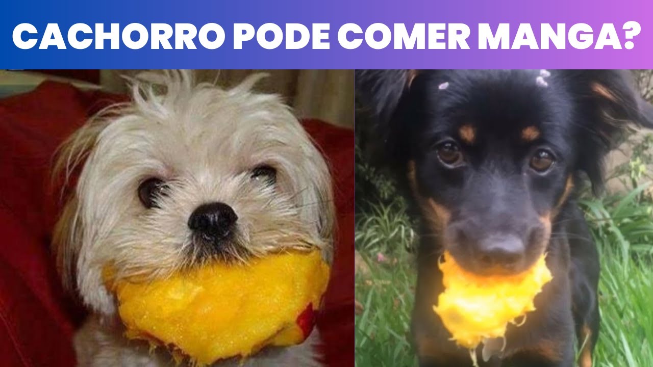 Cachorro pode Comer Manga?