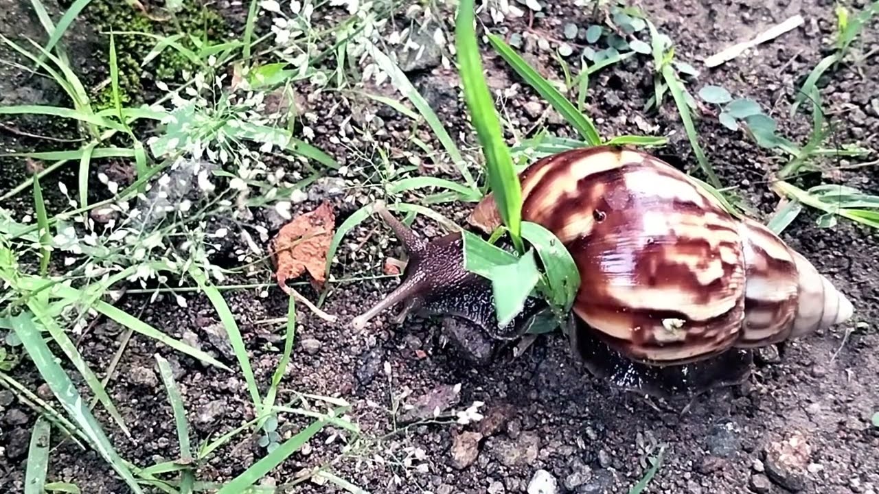 “Happy Snail Adventures #9 Fun Learning for Kids”