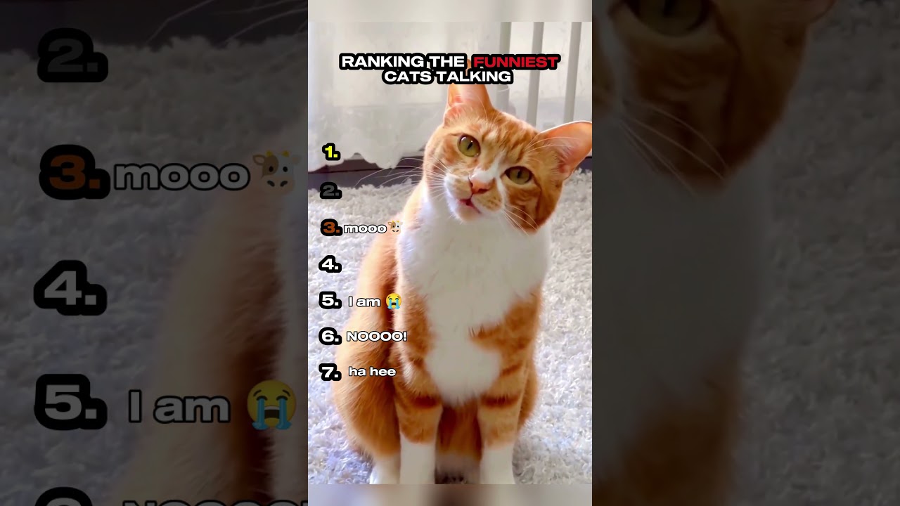 Ranking the Funniest Cats Talking