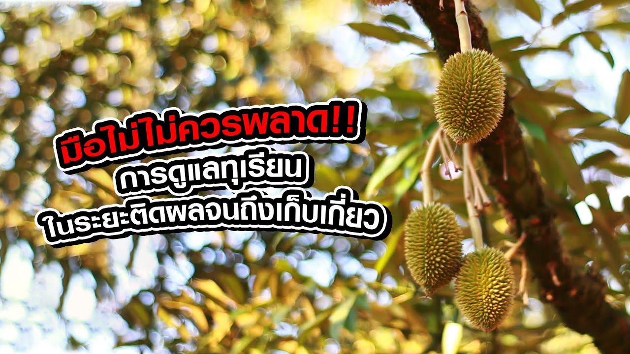 การดูแลทุเรียนในระยะติดผลจนถึงเก็บเกี่ยว ผลอ่อนทุเรียน ผลทุเรียนอ่อนหลุดร่วง ทุเรียนแตกใบอ่อน
