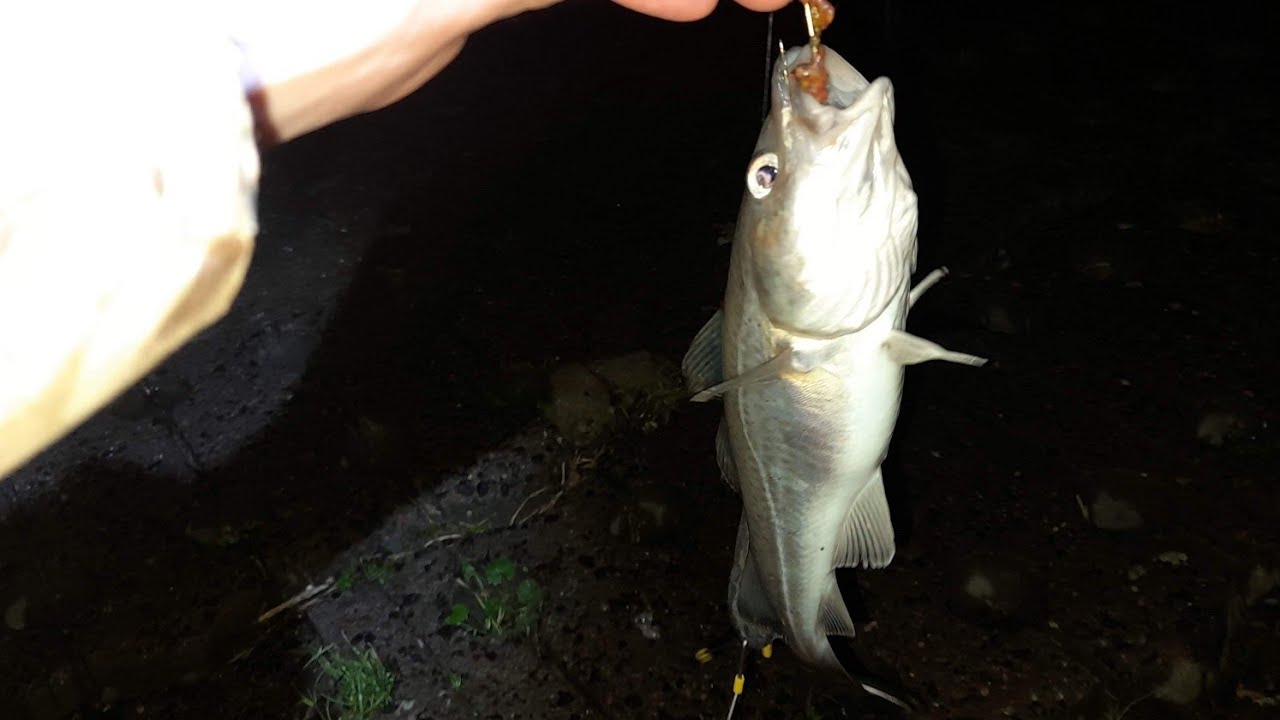 Sea Fishing - Fishing at Hendon prom and Sandpoint ramp for Codling