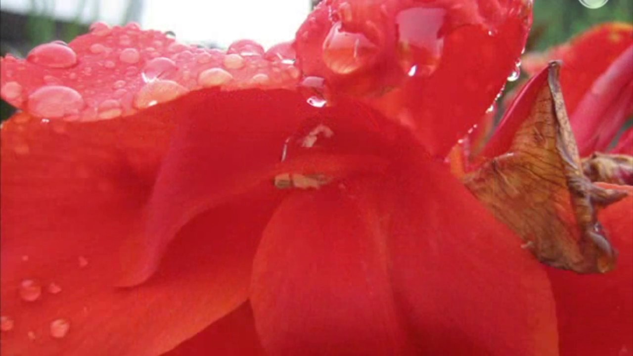 A GRATEFULNESS MEDITATION BY BR. DAVID STEINDL-RAST