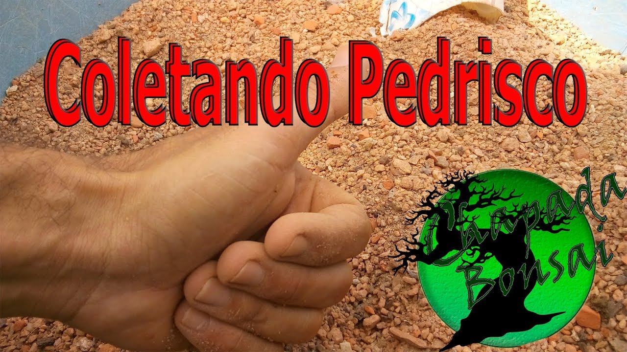 Coletando Pedrisco