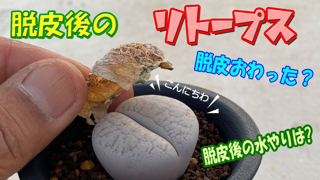 脱皮後のリトープスの管理方法について