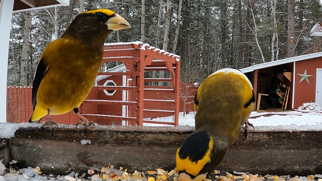 Evening Grosbeaks Have Taken Over! - Minnesota Winter 2026