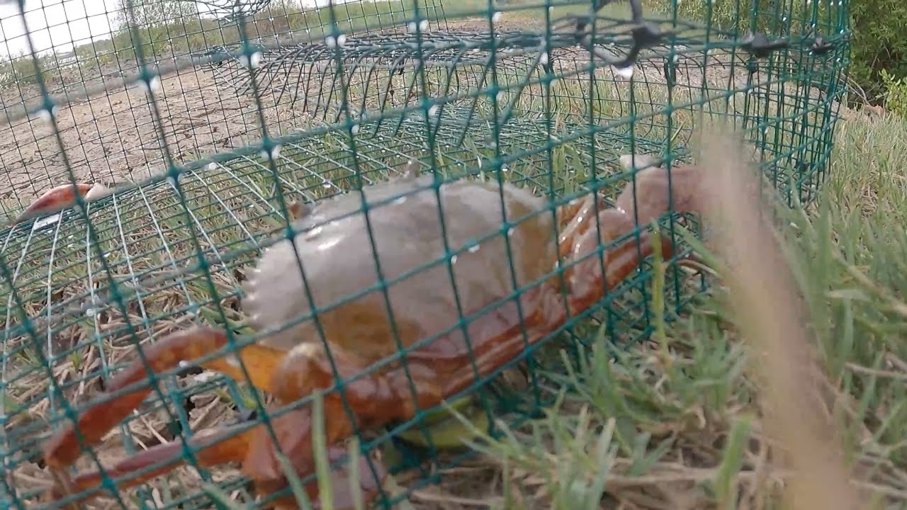 MEMBUAT BUBU KEPITING DENGAN KAWAT SEGI 4