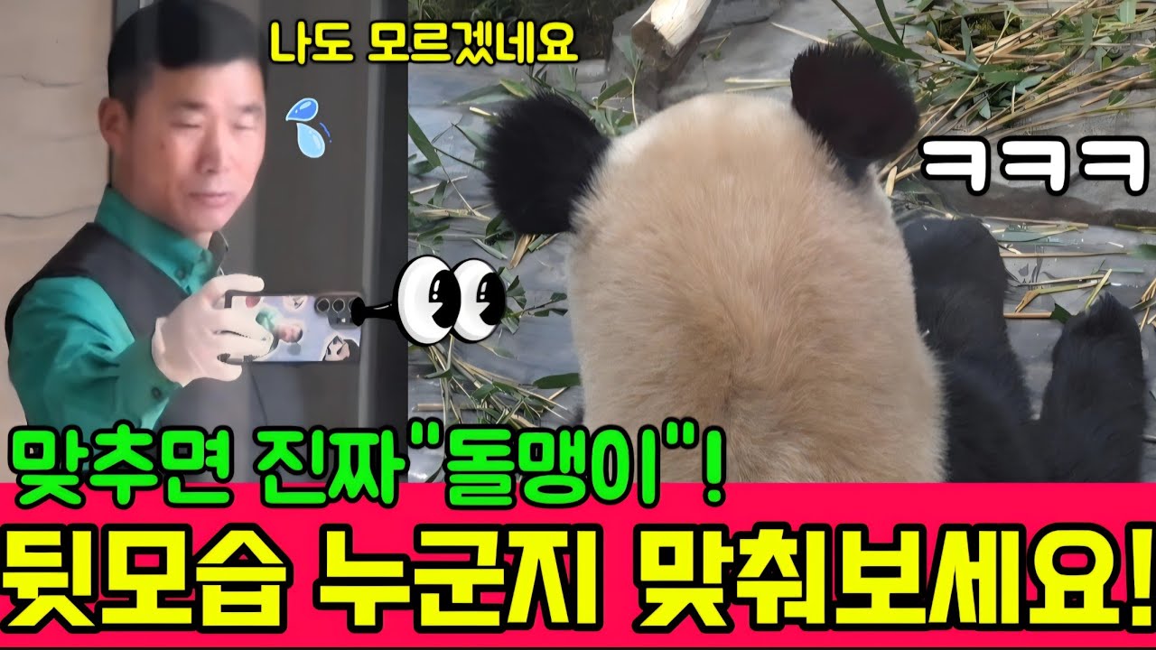 에버랜드 판다월드 2월20일 🤣이걸 맞추면 진정한 돌맹이 