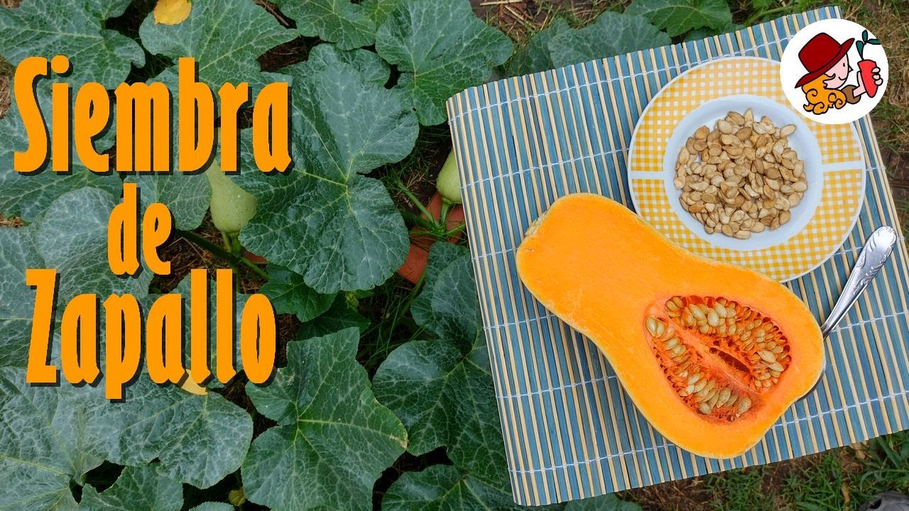 Cómo y cuándo sembrar ZAPALLO en la HUERTA