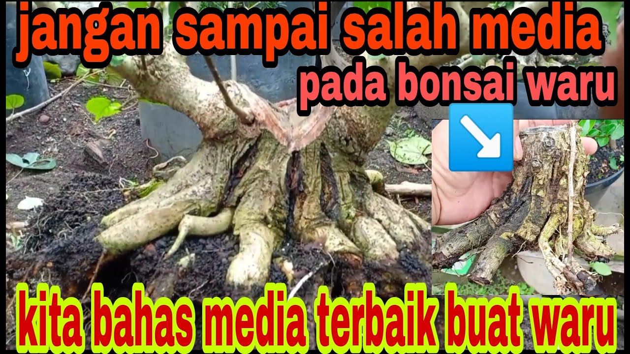 media taman yang pas buat semua bonsai khususnya bonsai waru//dan hindari media yang satu ini!?