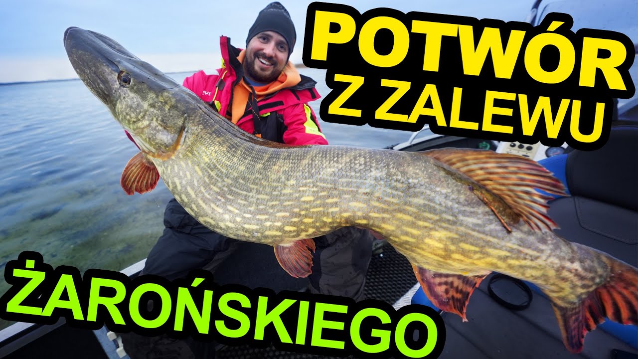 Złowił prawdziwego szczupaka giganta - takie ryby to już rzadkość