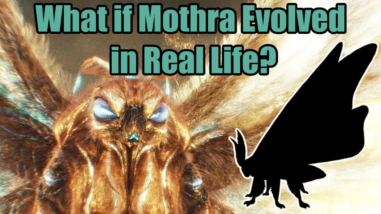 What if Mothra was Real? - Pushing Insect Biology to Its Absolute Limit