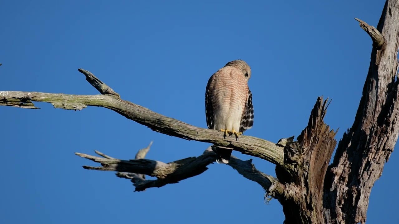 RED SHOULDERED HAWK