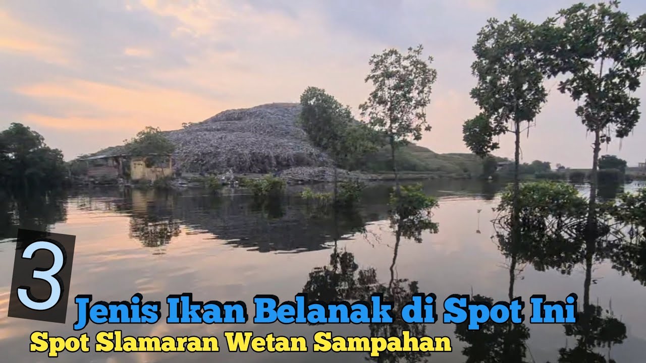 Belanak Ayu, Belanak Codo dan Belanak Ekor Kuning Ada di Sini !! Panggrok Wetan Sampah Slamaran