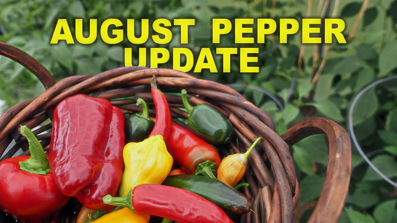 August Pepper Update | Favorite pepper so far this season