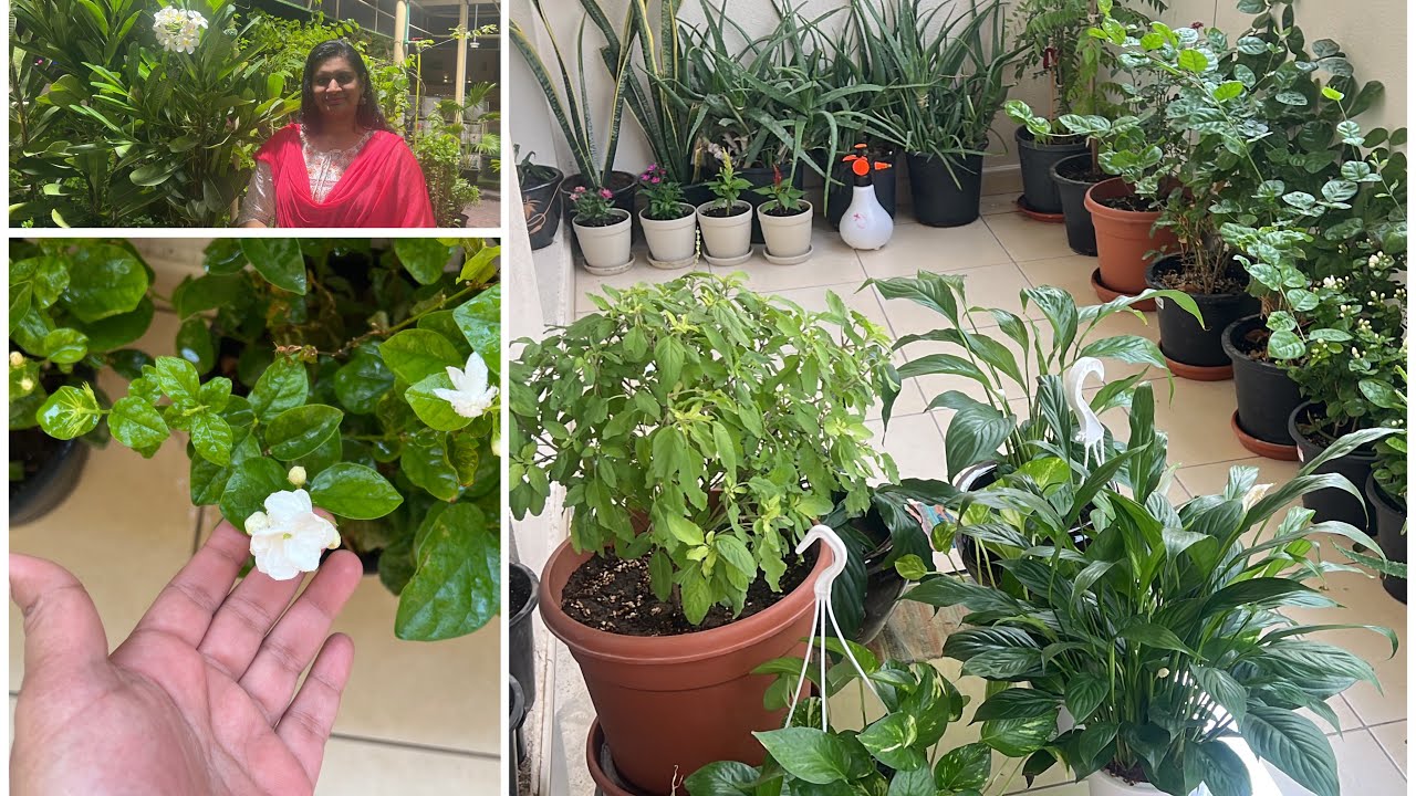Plant nursery || my small balcony garden tour||🌱