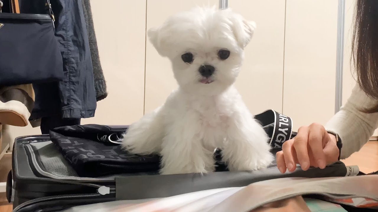 엄마 나도 데려가ㅠㅠ
