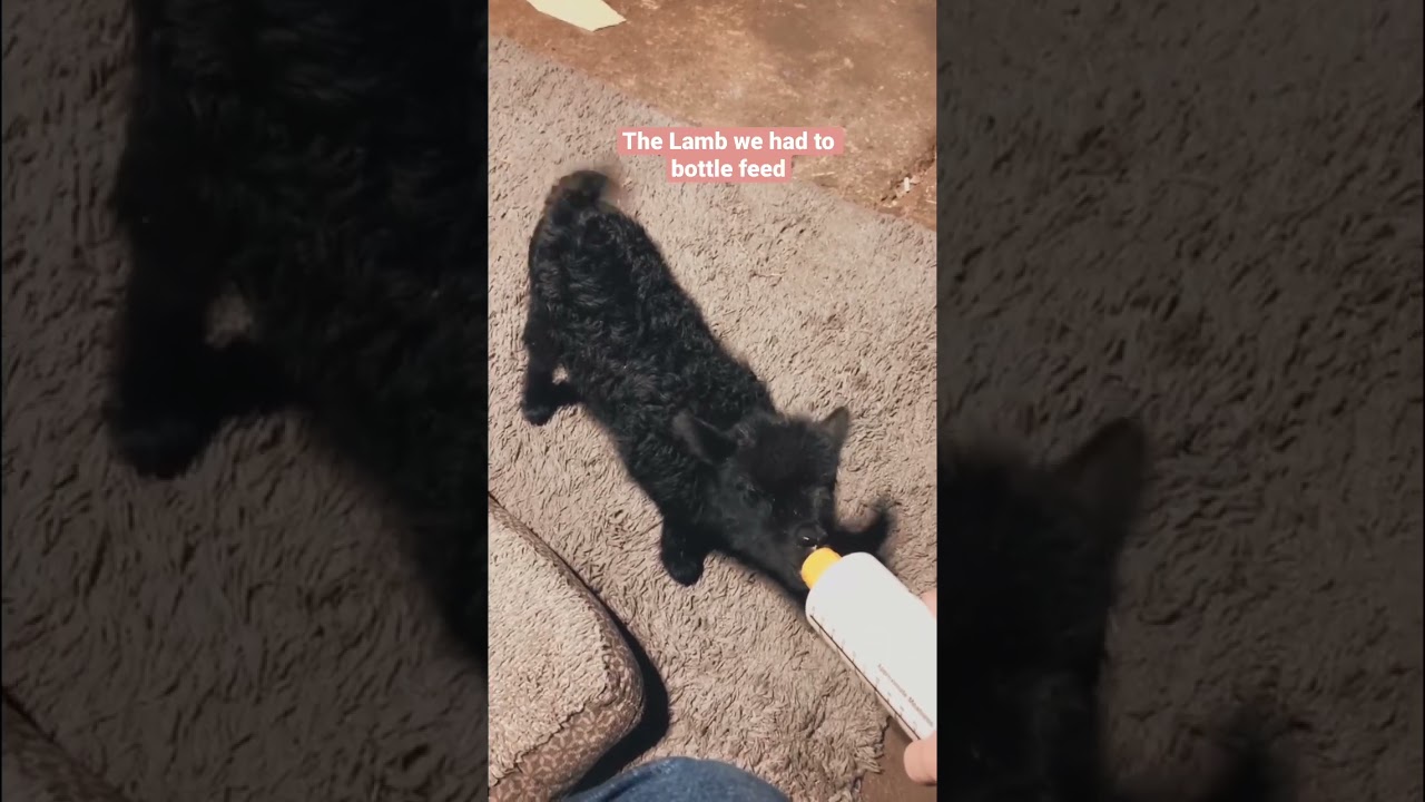 Lamb to Ram 🤍 