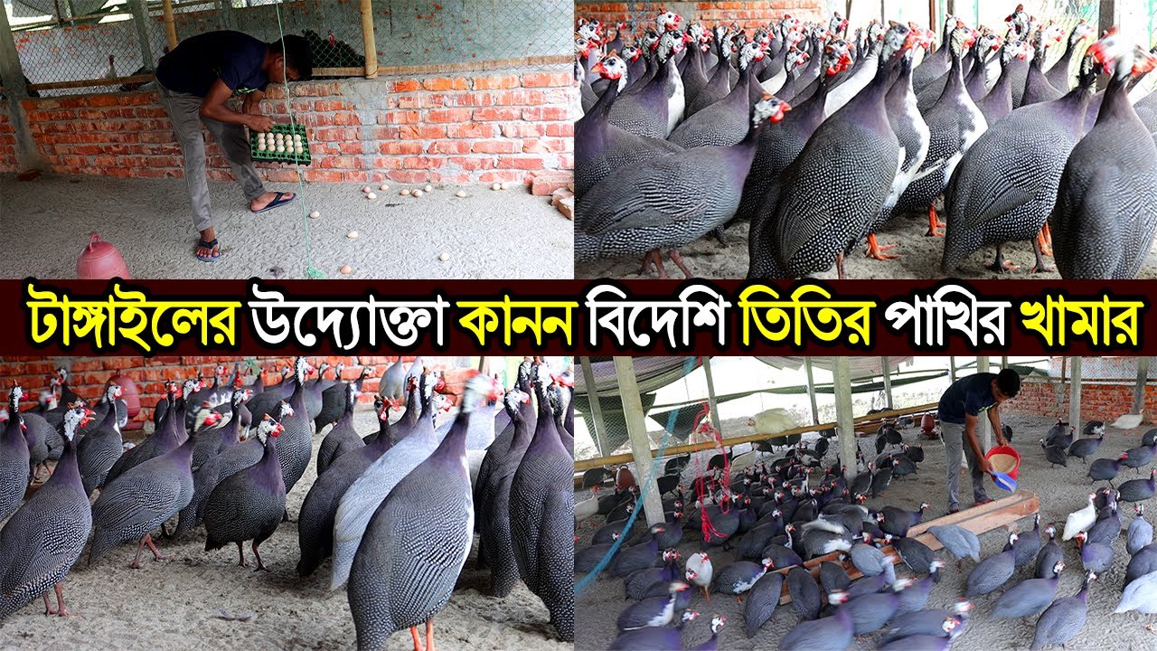 টাঙ্গাইলের উদ্যোক্তা কানন বিদেশি তিতির পাখির খামার করে মাসে লক্ষ টাকা আয়ের সপ্ন দেখছেন।titir Pakhi
