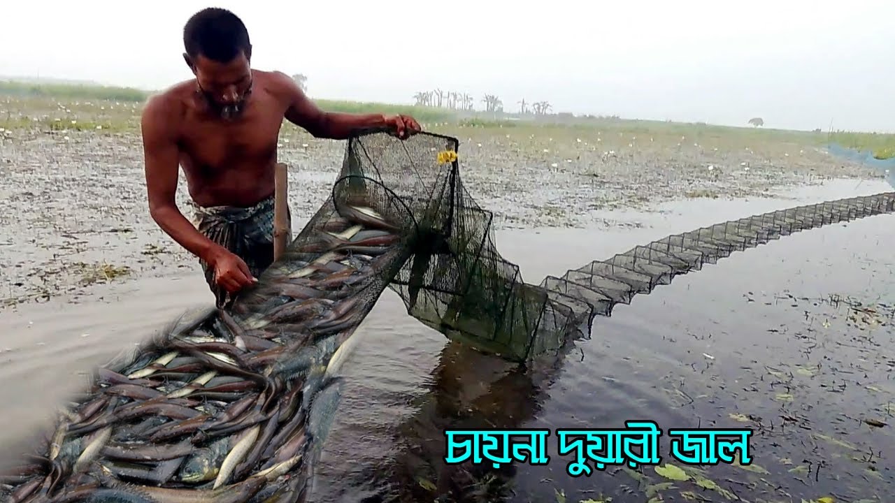 মাছ ধরার ভয়ঙ্কর চায়না জাল | চায়না দুয়ারী জালে মাছ শিকার সেরা ভিডিও |China Ring Net Fishing Video