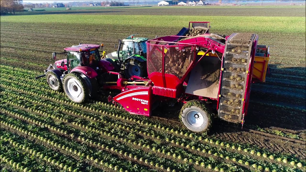 GRIMME Rootster 604 / Knolselderij rooien / Celeriac Harvest / Sellerie ernten / Case IH / Akkerbouw