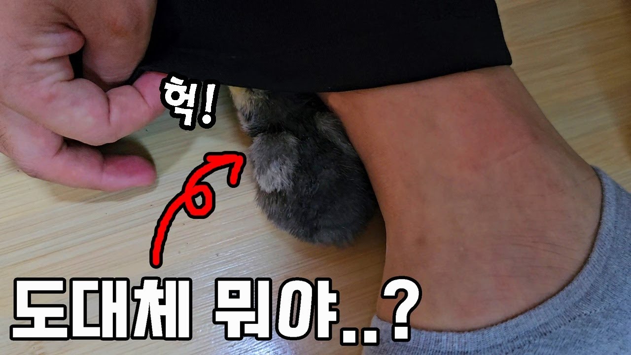 ※심쿵주의보) 21일만에 의문의 알에서 태어났는데..바로 품에 안기네요ㅠㅠ