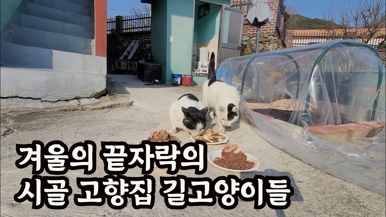 겨울의 끝자락의 시골 고향집 길고양이들