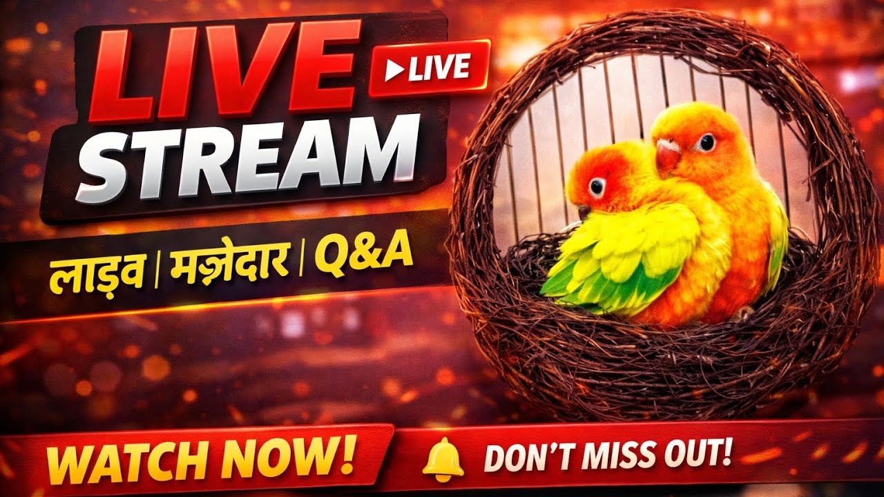 Bird man  is live#shorts video#live#budgies parrot