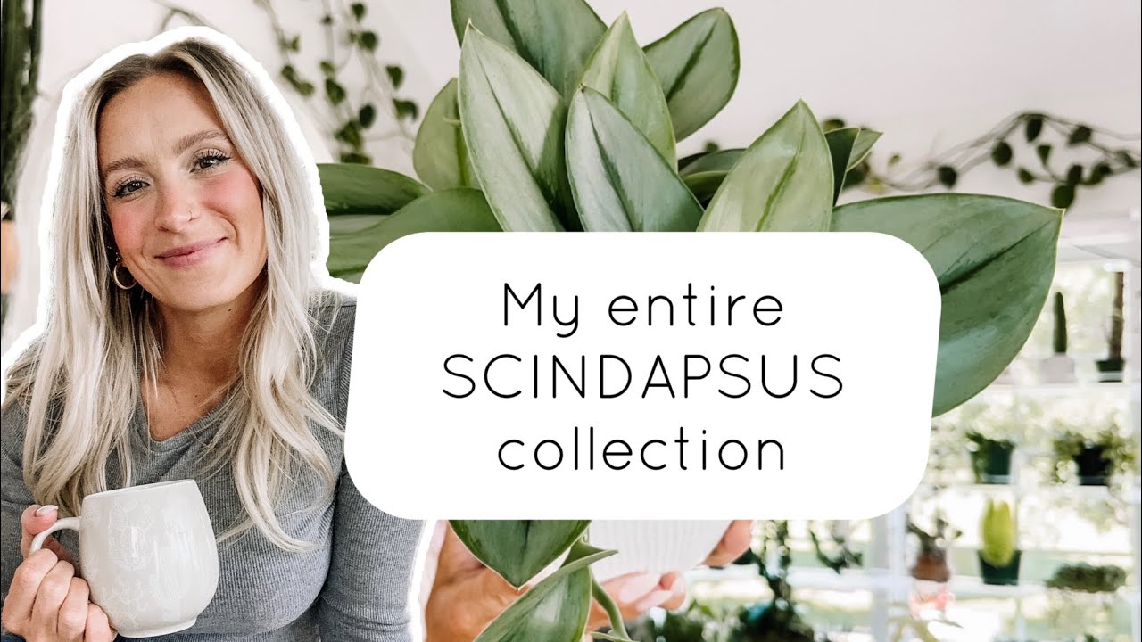 All of my scindapsus in ONE video!