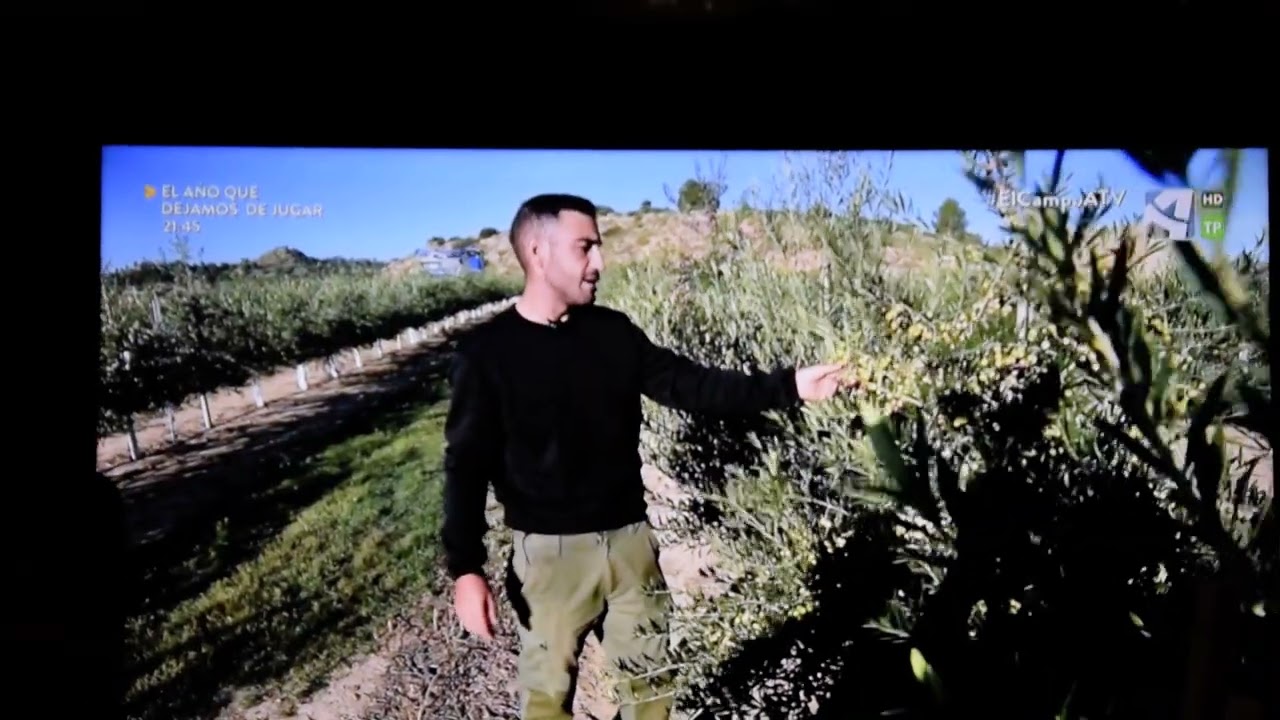 el Joan con sus olivos en Mazaleón , grabación de TV ARAGÓN,  Matarranya ,  Aragón, aceite de oliva