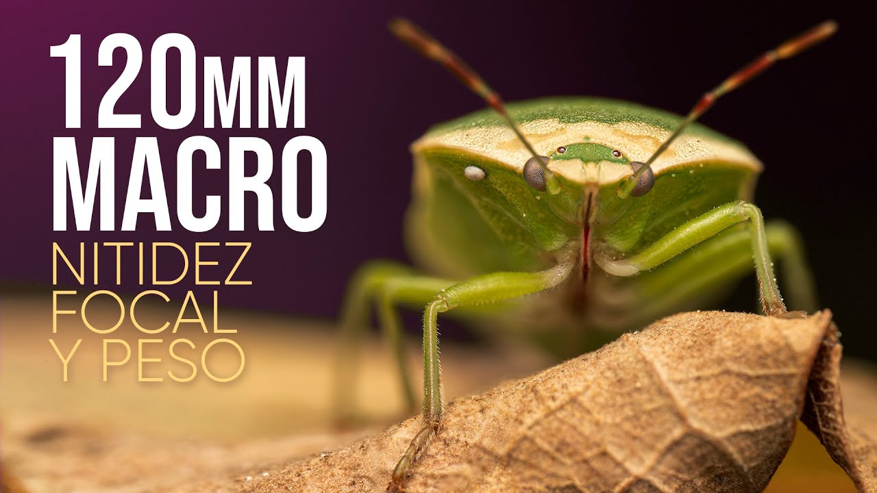 🐞 FOTOGRAFIA MACRO CON TELEOBJETIVO 🔭 AstrHori 120mm 2.8 MARO 2X | fotografiando insectos