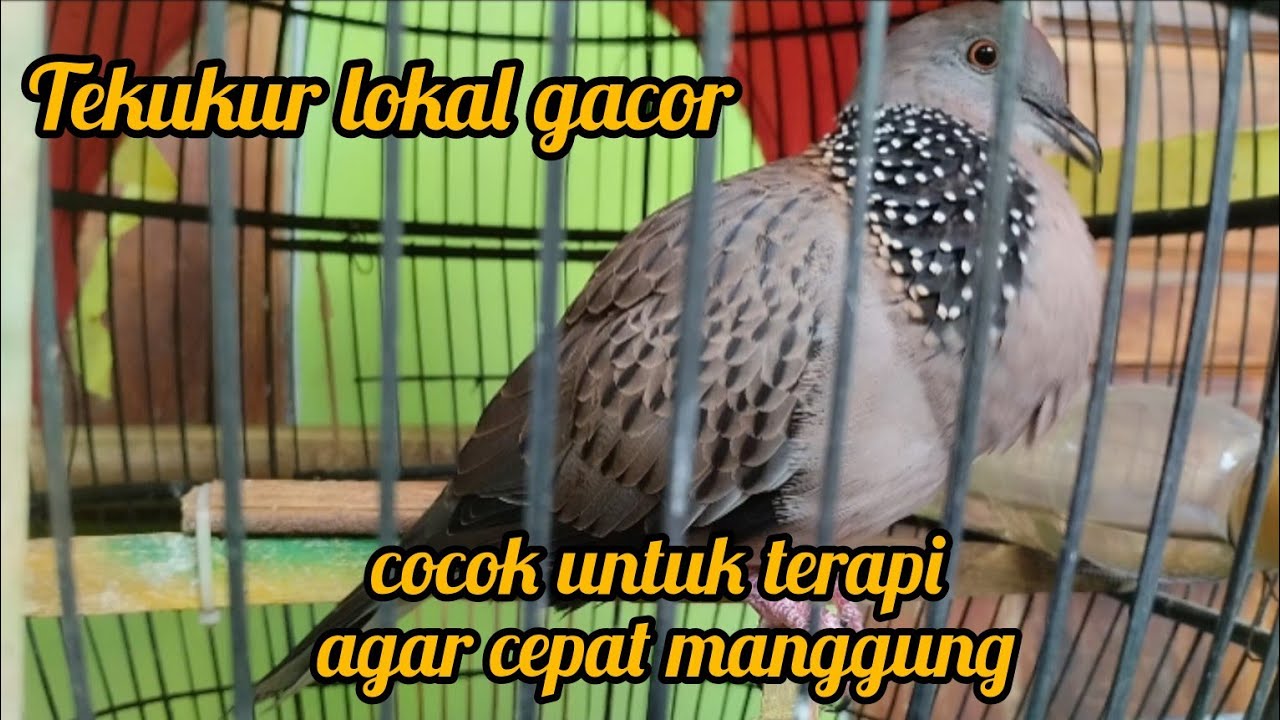 GACOR BANGET ‼️BIKIN EMOSI DERKUKU TETANGGA, PUTAR AJA DENGAN VOLUME PELAN PASTI NYAHUT.