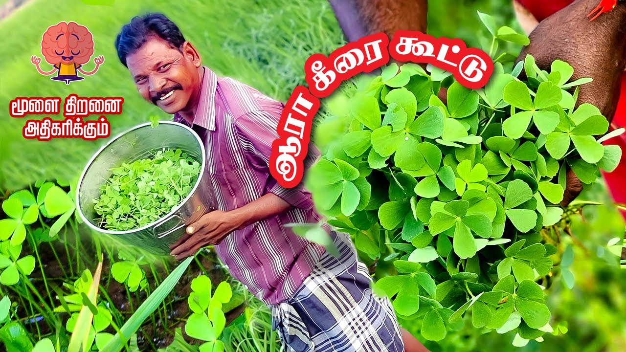 மூளையின் திறனை அதிகரிக்கும் ஆரா கீரை (ஆல கீரை )கூட்டு | Aaraa Keerai - 4 leaf clover Recipe
