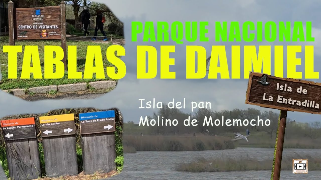 Las Tablas de Daimiel 2025: Guía Completa del Parque Nacional + RUTAS y CONSEJOS