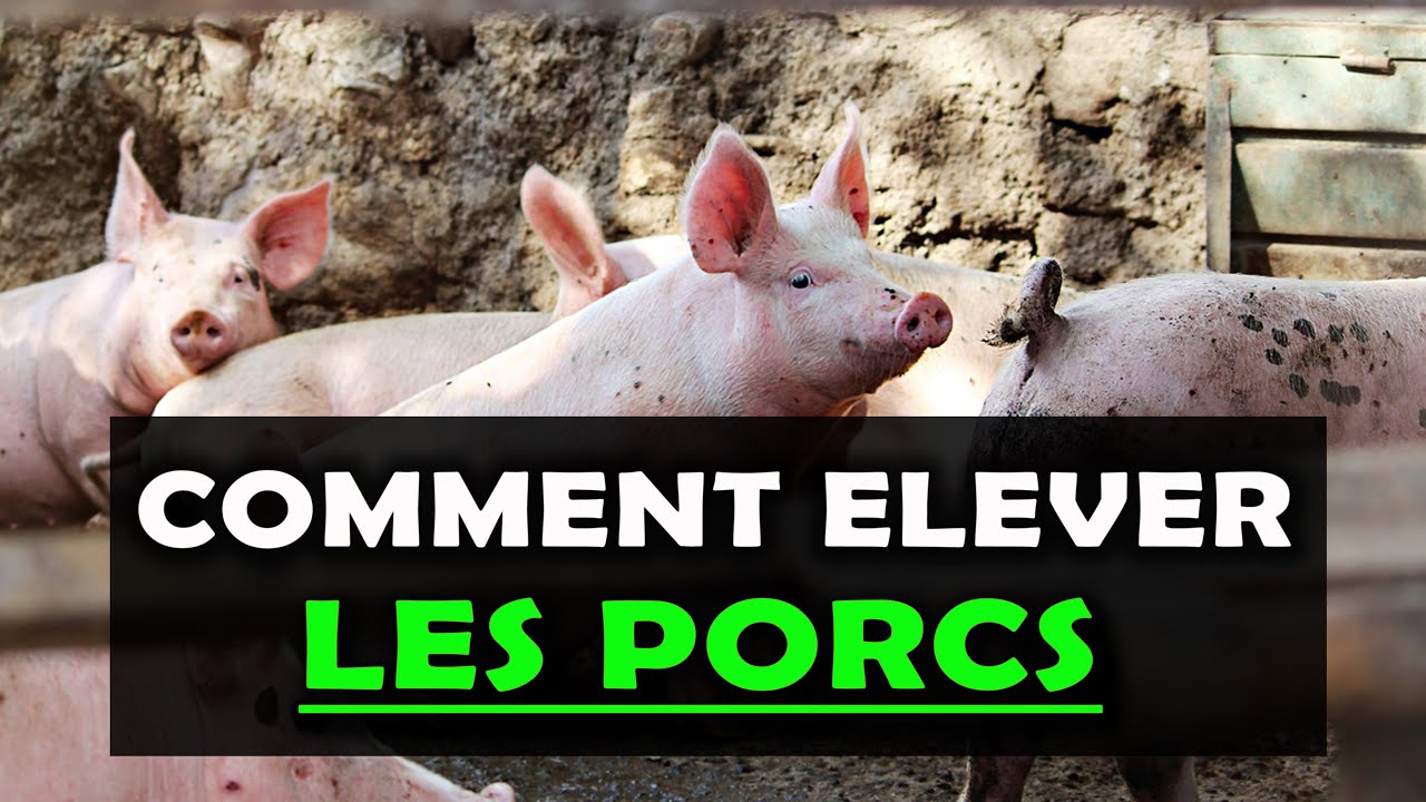 COMMENT ELEVER LES PORCS [10 Conseils Pour R&eacute;ussir]