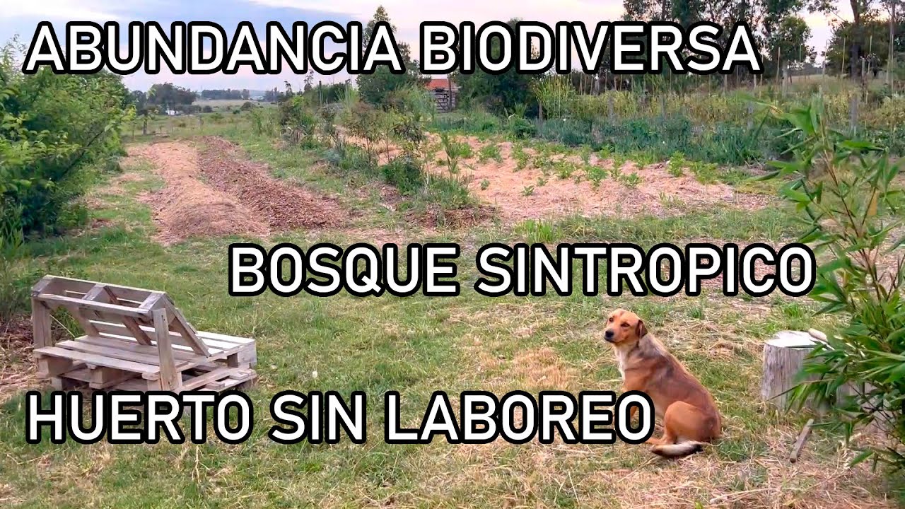 Tour BOSQUE de Alimentos & HUERTO sin LABOREO - Permacultura & Sintropía a sus 4 meses de edad