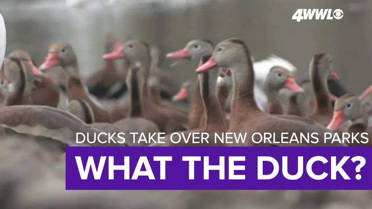Black-bellied whistling ducks invading N.O. area parks