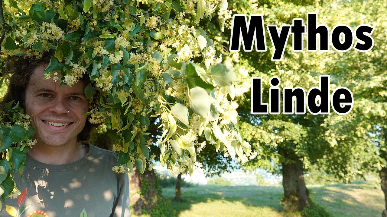 Die Geheimnisse der Linde - Baum der Liebe mit k&ouml;stlichen Lindenbl&uuml;ten
