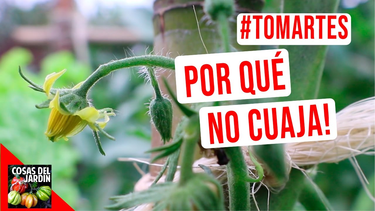 POR QUE SE SECAN LAS FLORES DEL TOMATE? - TOMARTES EP. 16