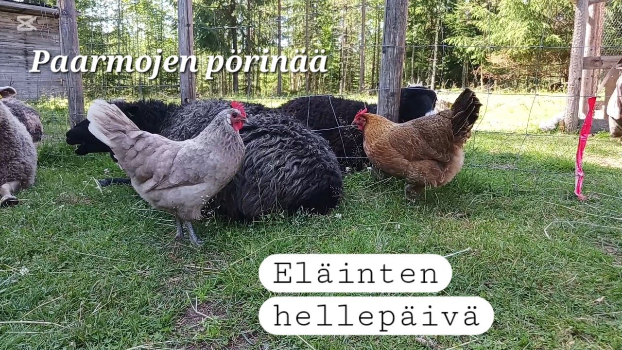Metsäpihan eläinten hellepäivä