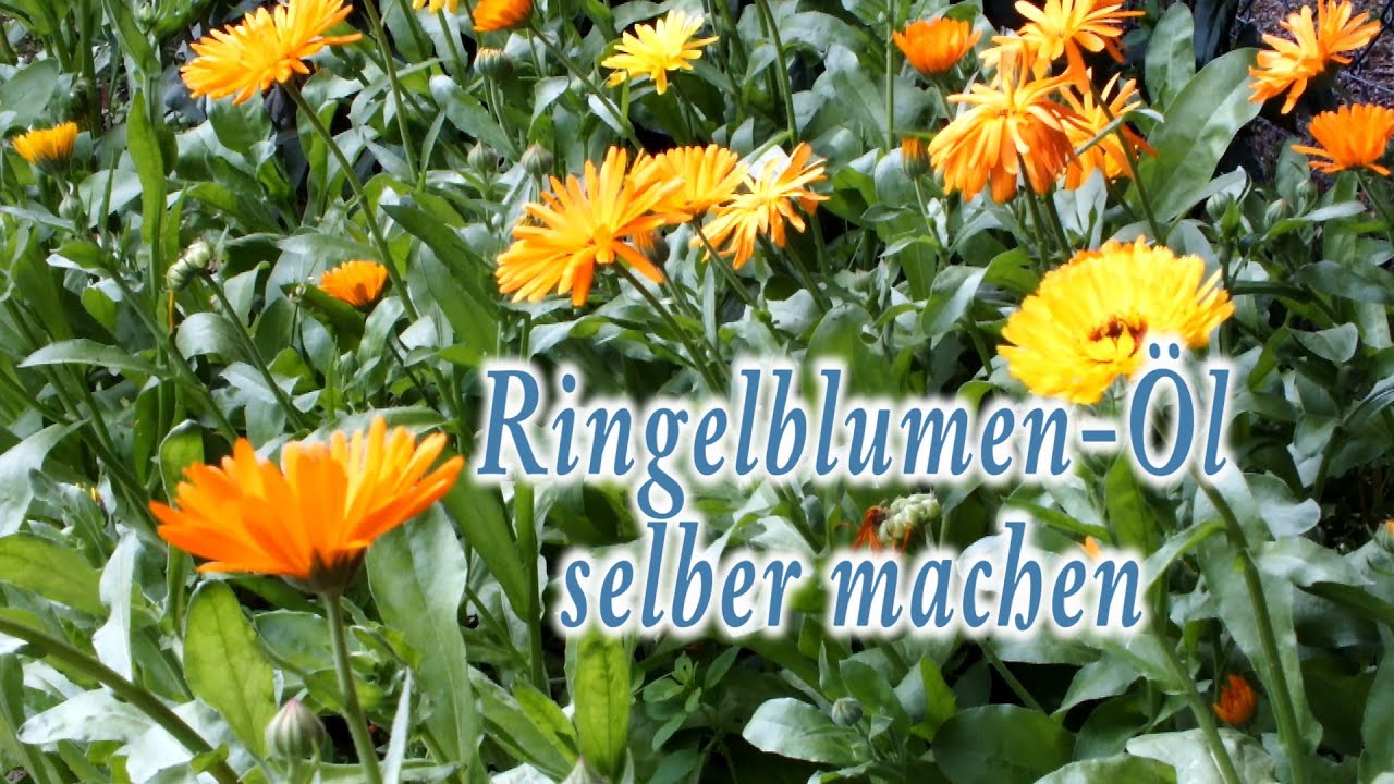 Ringelblumen&ouml;l (Calendula officinalis) selber machen