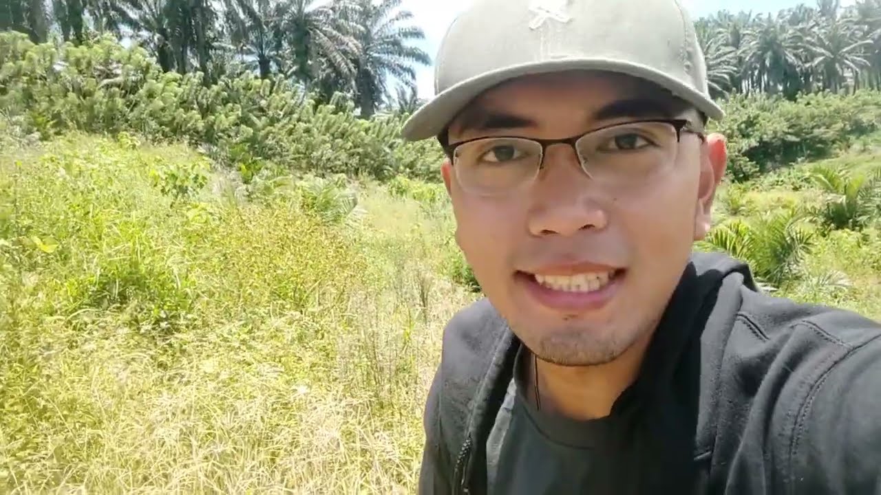 PALM OIL FARMING in the Philippines - Agusan del Sur, Caraga | Nursery, Seedling and Transplanting