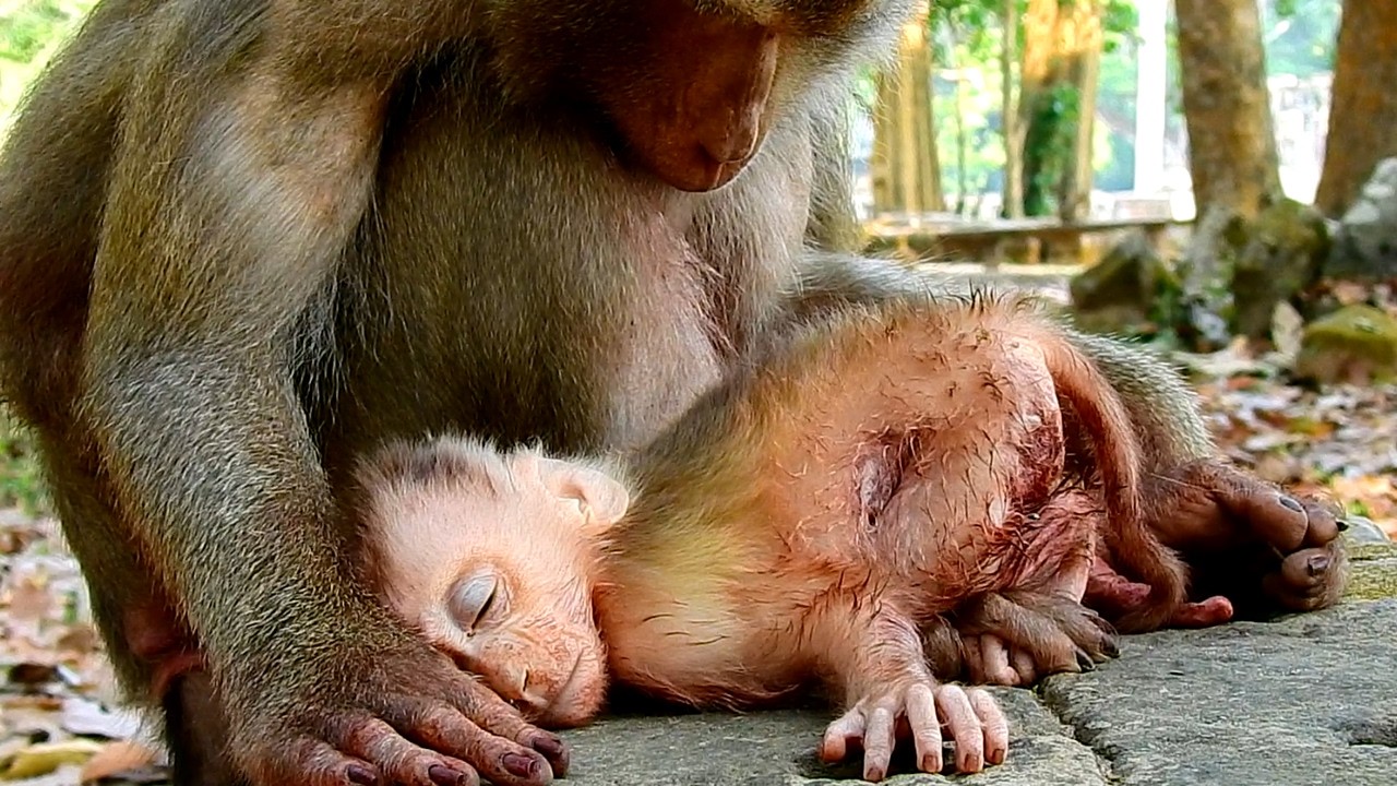 Sad news! We wish baby monkey Levy born in the better place & god help to protect her forever