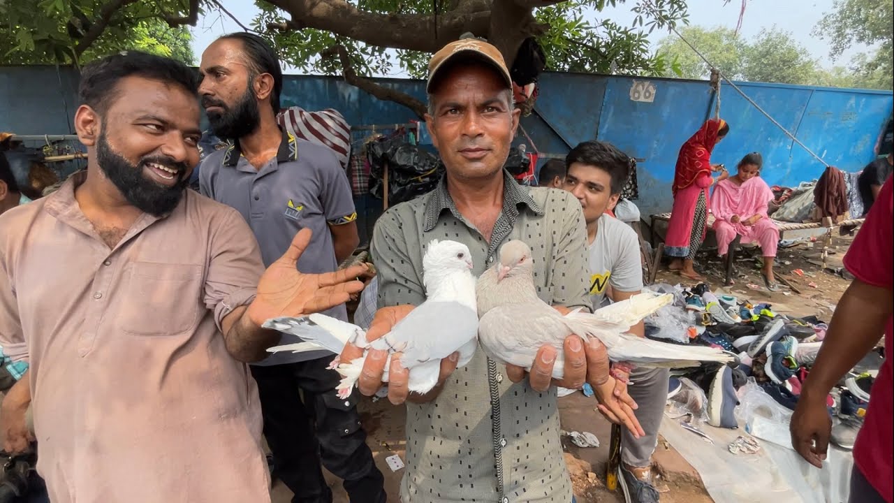 jama masjid kabootar market delhi 24/09/2023 kabutar market Delhi white pigeons
