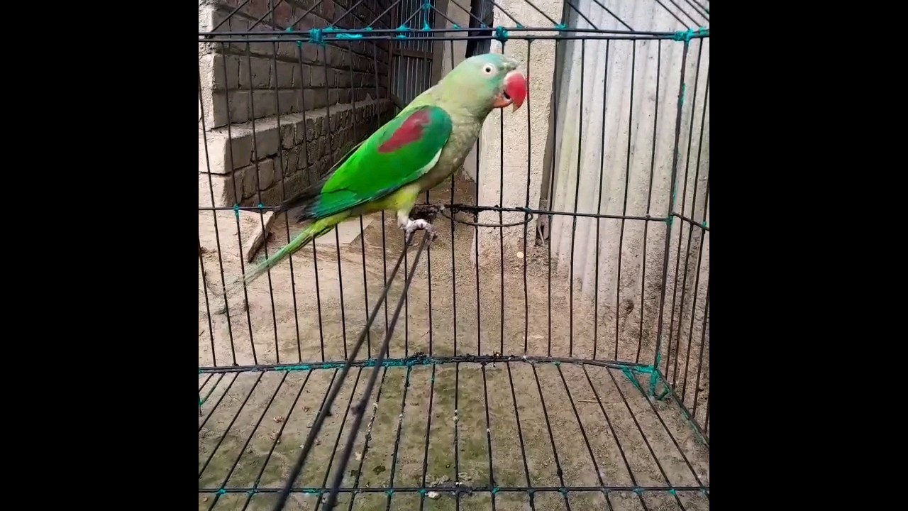 টিয়া পাখির ডাক। টিয়া পাখি। টিয়া পাখি কথা বলা।টিয়া। #shorts #viral #shortvideo #parrot #viral #short