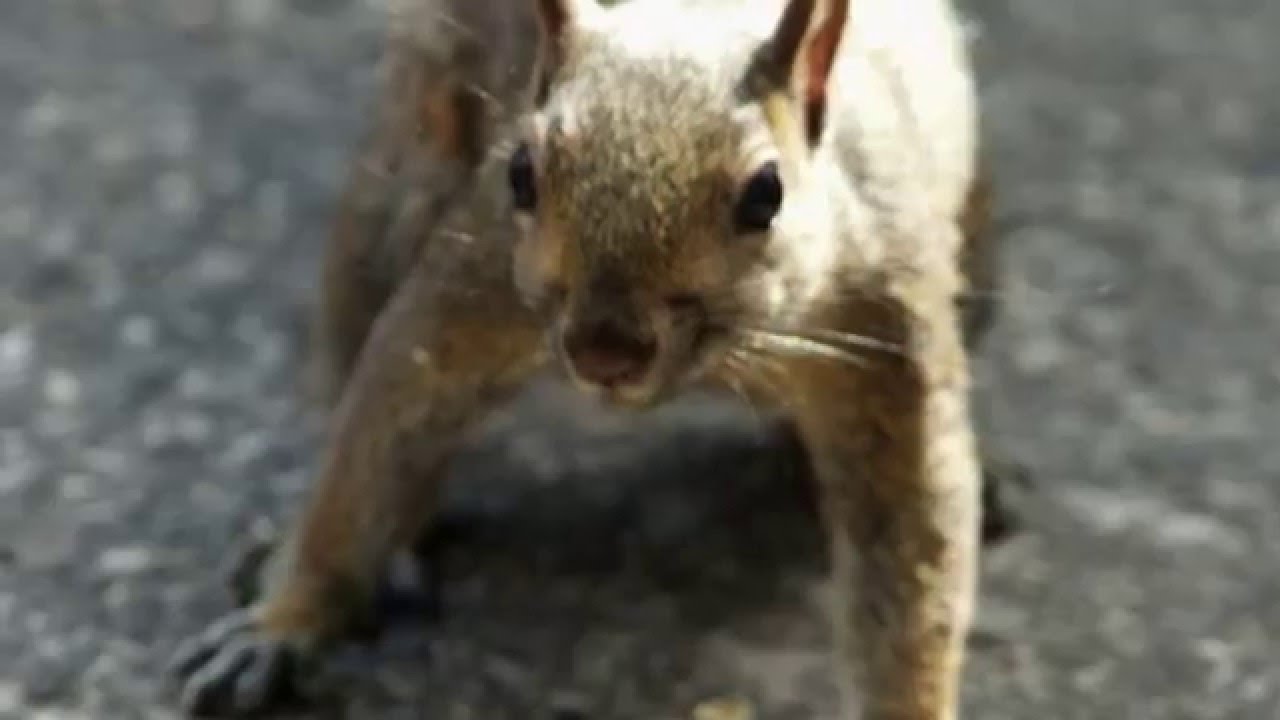 Nat Geo Wild Super Squirrel Opening Scene