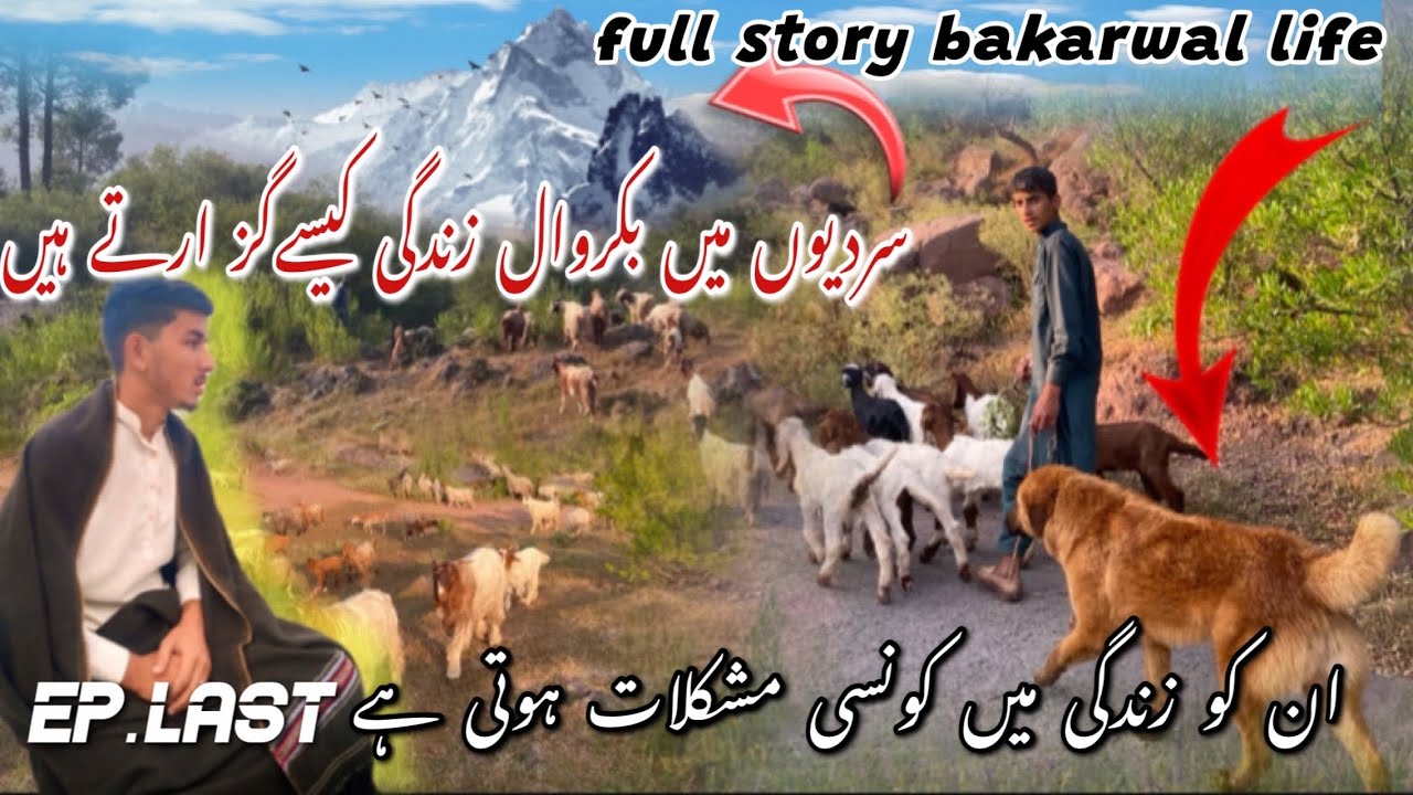 How do Bakarwal live in winter || what difficulties do they face in life || Last Episode