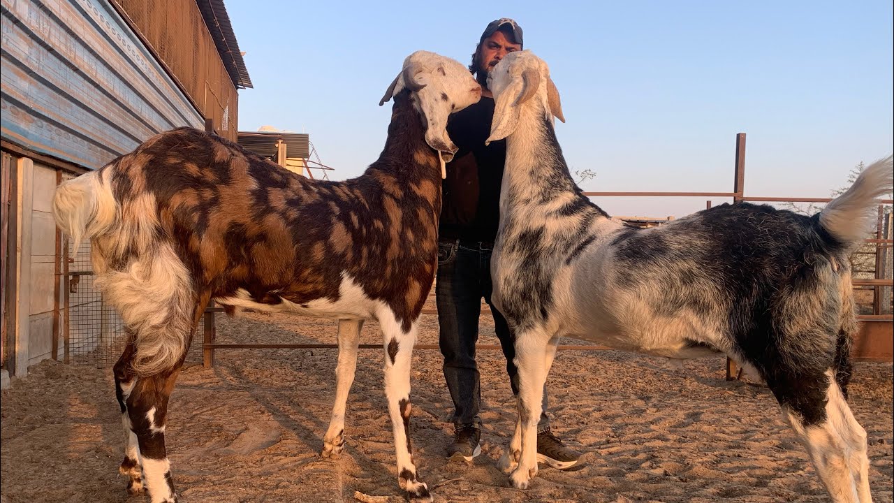 HEAVIEST And BIGGEST Gujri Goats Prepared at FK Goat Farm Jaipur #145kg goats #44+ height
