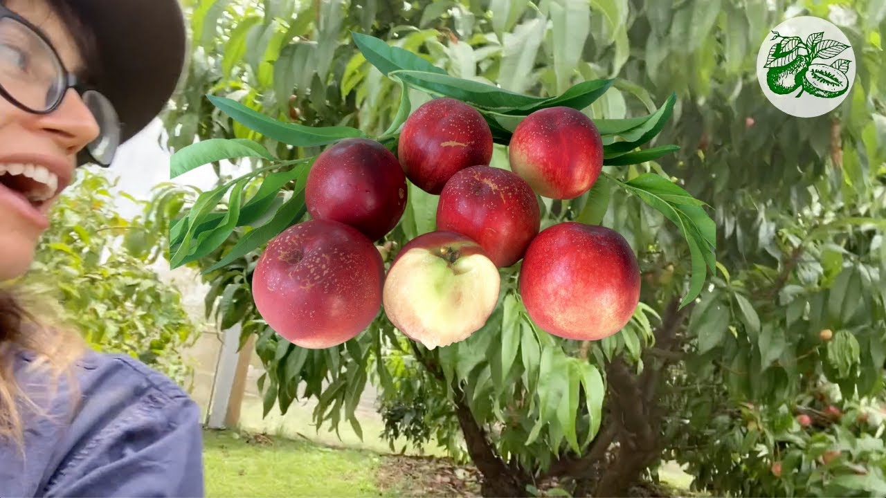 White Satin Grafted Nectarine Fruit Trees