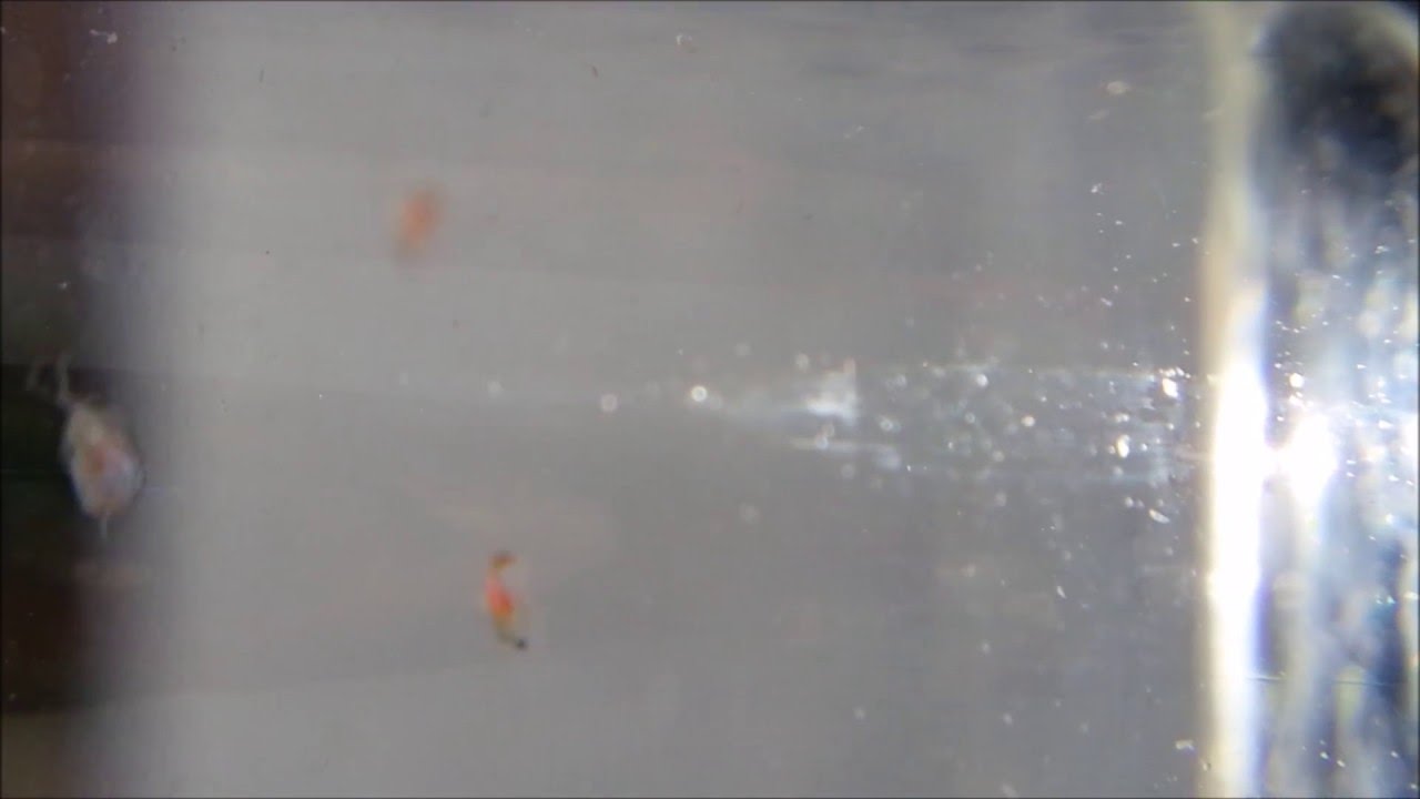 Moina sp.(Macrocopa??) vs Moina Micrura